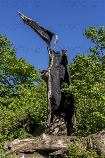 Burnt-out tree stump, Berlin, Germany, Europe