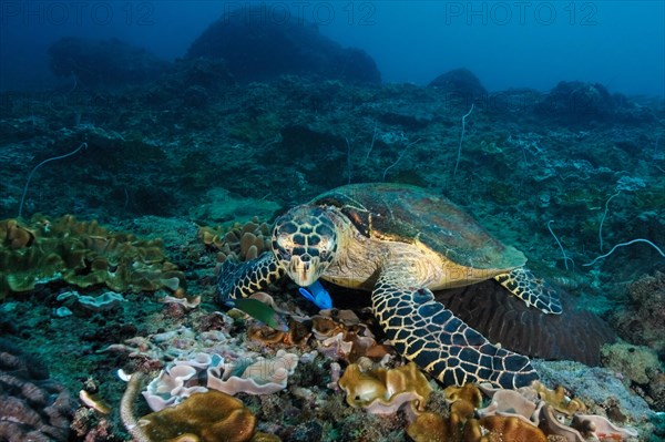 Hawksbill sea turtle (Eretmochelys imbricata) searches for food in coral reef eats coral leather coral (Alcyonaria, Red Sea, Marsa Alam, Egypt, Africa