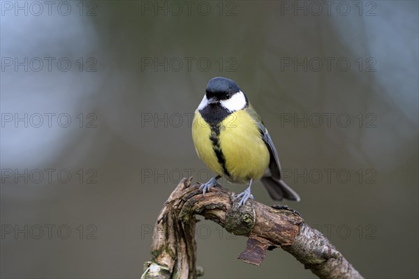 Great tit (Parus major), adult bird, Dingdener Heide nature reserve, North Rhine-Westphalia, Germany, Europe