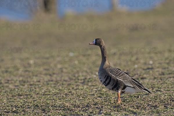 Greater white-fronted goose (Anser albifrons), adult bird, Bislicher Insel, Xanten, Lower Rhine, North Rhine-Westphalia, Germany, Europe