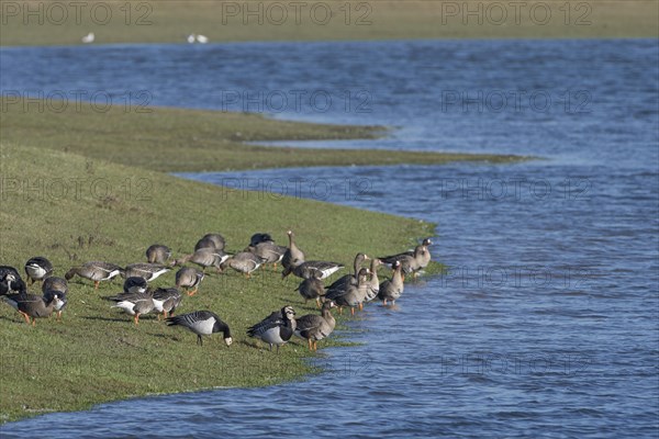 Greater white-fronted goose (Anser albifrons) and barnacle goose (Branta leucopsis), mixed group on the shore, drinking, Bislicher Insel, Xanten, Lower Rhine, North Rhine-Westphalia, Germany, Europe