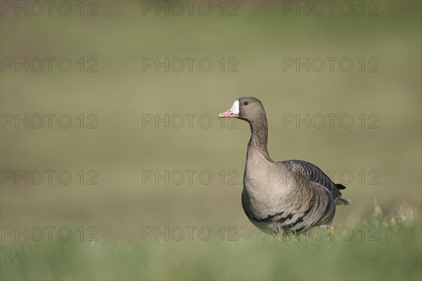 Greater white-fronted goose (Anser albifrons), adult bird, in a meadow, Bislicher Insel, Xanten, Lower Rhine, North Rhine-Westphalia, Germany, Europe