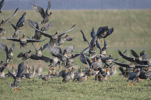 Greater white-fronted goose (Anser albifrons), flock of geese taking off, Bislicher Insel, Xanten, Lower Rhine, North Rhine-Westphalia, Germany, Europe