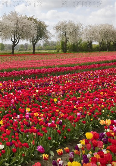 Tulip field in front of blossoming fruit trees, Grevenbroich, Lower Rhine, North Rhine-Westphalia, Germany, Europe