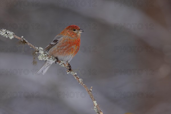 Pine grosbeak (Pinicola enucleator), in the snow, Kaamanen, Finland, Europe