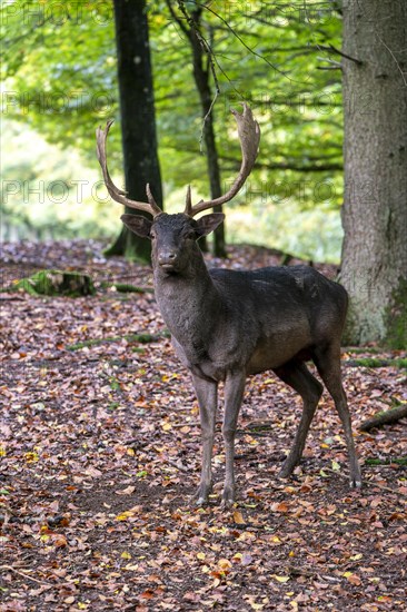 Fallow deer (Dama dama), Vulkaneifel, Rhineland-Palatinate, Germany, Europe