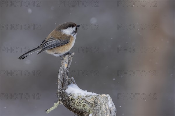 Grey-headed chickadee (Poecile cinctus), in the snow, Kaamanen, Finland, Europe