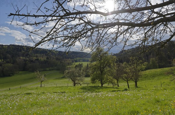 Spring in the Rottal near Wielandsweiler, Mainhardter Wald, Schwaebisch-Fraenkischer Wald Nature Park, Schwaebisch Hall, Hohenlohe, Heilbronn-Franken, Baden-Wuerttemberg, Germany, Europe