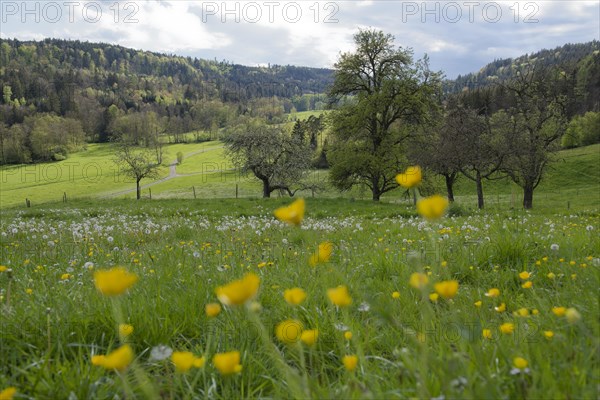 Spring in the Rottal near Wielandsweiler, Mainhardter Wald, Schwaebisch-Fraenkischer Wald Nature Park, Schwaebisch Hall, Hohenlohe, Heilbronn-Franken, Baden-Wuerttemberg, Germany, Europe