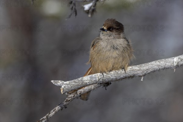 Siberian jay (Perisoreus infaustus), in the snow, Kaamanen, Finland, Europe