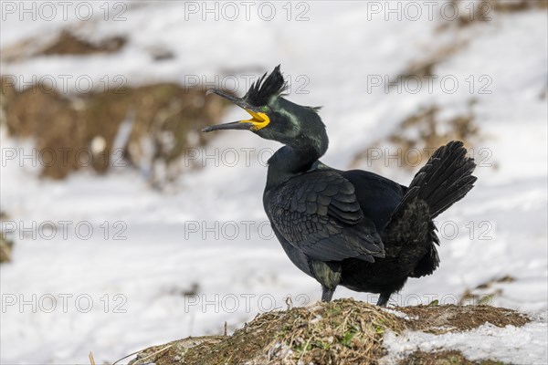 Common shag (Phalacrocorax aristotelis), mating, feather crest, winter, in the snow, Hornoya, Hornoya, Varangerfjord, Finmark, Northern Norway