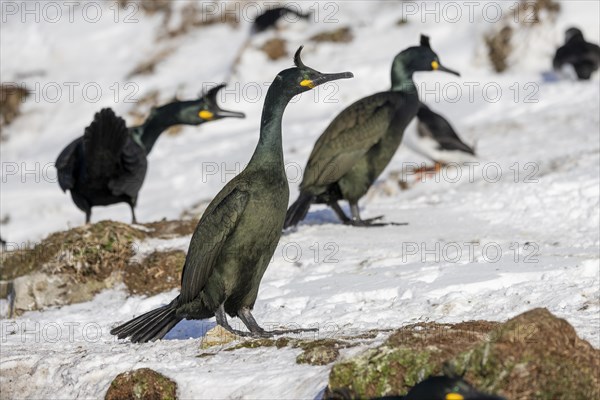 Common shag (Phalacrocorax aristotelis), 3 Birds, plumage, winter, snow drift, Hornoya, Hornoya, Varangerfjord, Finmark, Northern Norway