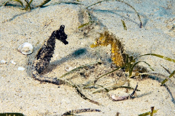 Left Short-snouted seahorse (Hippocampus hippocampus) Right Long-snouted seahorse (Hippocampus guttulatus) on shallow sandy seabed, Mediterranean Sea