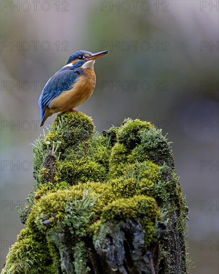 Common kingfisher (Alcedo atthis) Indicator of clean watercourses, pair formation, female animal, habitat, flying gem, Middle Elbe River Landscape, Middle Elbe Biosphere Reserve, Saxony-Anhalt, Germany, Europe