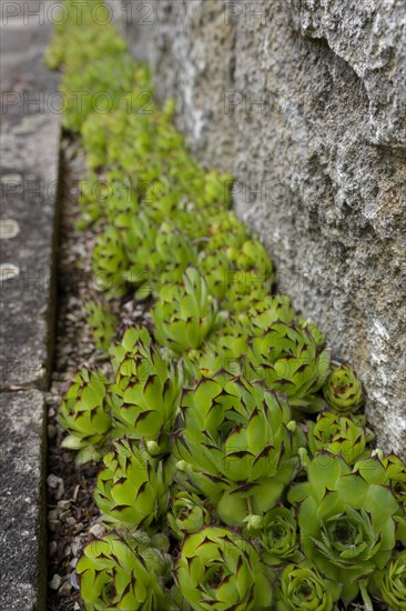 Sempervivum (Sempervivum) on house wall, succulent, Crassulaceae, rock garden, garden, garden design, Schwaebisch Hall, Baden-Wuerttemberg, Germany, Europe