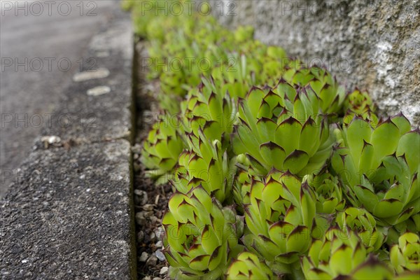 Sempervivum (Sempervivum) on house wall, succulent, Crassulaceae, rock garden, garden, garden design, Schwaebisch Hall, Baden-Wuerttemberg, Germany, Europe