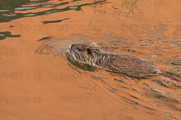 Nutria (Myocastor coypus) young animal swimming, Wilhelmsburg, Hamburg, Germany, Europe