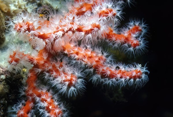 Close-up of outstretched white coral polyps of red coral (Corallium rubrum) precious coral, Mediterranean Sea, Sardinia, Italy, Europe