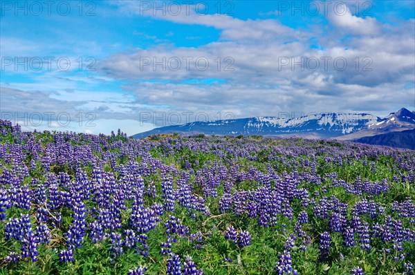 Blooming Lupins cover the landscape, rugged mountains, summer, Borganes, Iceland, Europe