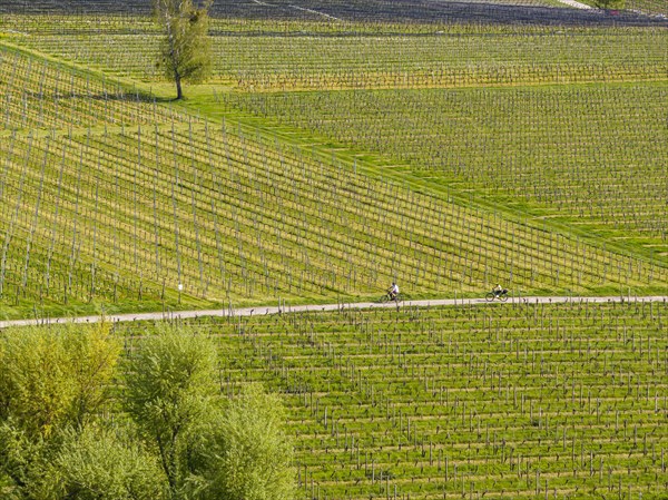 Blossoming landscape in spring, orchards and vineyards, aerial view, cycle tour along cycle paths on Lake Constance near Meersburg, Baden-Wuerttemberg, Germany, Europe