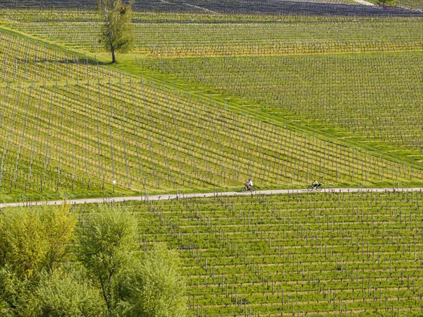 Blossoming landscape in spring, orchards and vineyards, aerial view, cycle tour along cycle paths on Lake Constance near Meersburg, Baden-Wuerttemberg, Germany, Europe