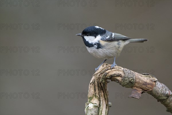 Coal tit (Parus ater), adult bird, Dingdener Heide nature reserve, North Rhine-Westphalia, Germany, Europe