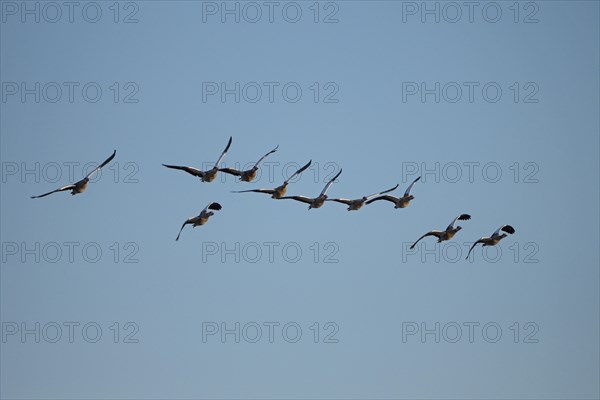 Egyptian goose (Alopochen aegyptiaca), geese in flight, Bislicher Insel, Xanten, Lower Rhine, North Rhine-Westphalia, Germany, Europe