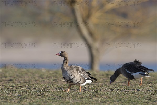 Greater white-fronted goose (Anser albifrons), two adult birds, Bislicher Insel, Xanten, Lower Rhine, North Rhine-Westphalia, Germany, Europe