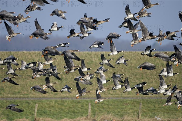 Greater white-fronted goose (Anser albifrons) and barnacle goose (Branta leucopsis), flock of geese taking off, Bislicher Insel, Xanten, Lower Rhine, North Rhine-Westphalia, Germany, Europe
