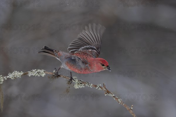 Pine grosbeak (Pinicola enucleator), in the snow, Kaamanen, Finland, Europe