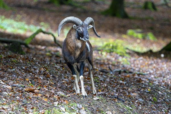 Mouflon (Ovis-gmelini), male, standing in the forest, Vulkaneifel, Rhineland-Palatinate, Germany, Europe