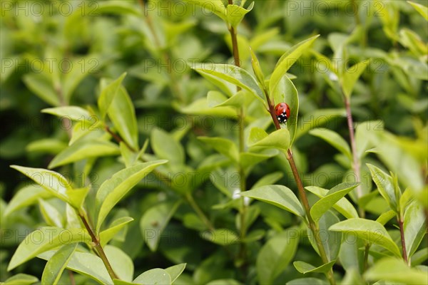 Seven-spott ladybird (Coccinella septempunctata), North Rhine-Westphalia, Germany, Europe