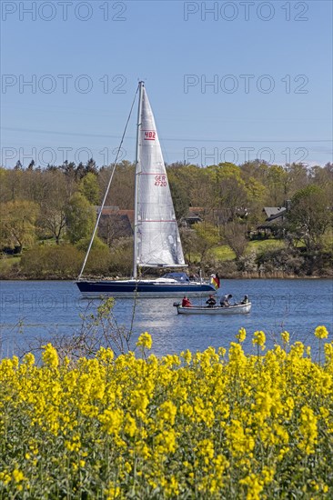 Sailing boat, herring fishing, rape field, Rabelsund, Rabel, Kappeln, Schlei, Schleswig-Holstein, Germany, Europe