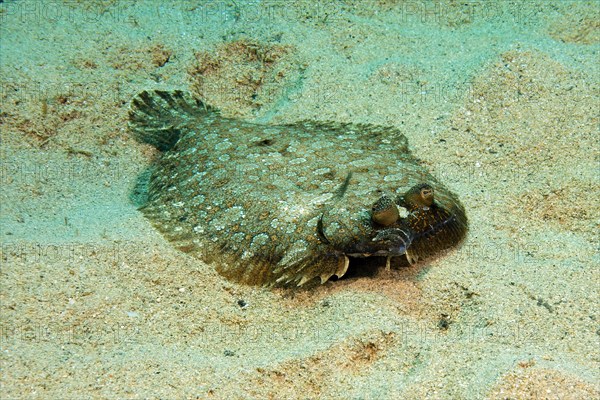 Wide-eyed flounder (Bothus podas) Family Flatfish (Pleuronectiformes) lies on sandy seabed Seabed, Mediterranean Sea