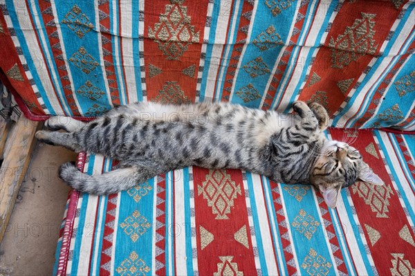 Sleeping street cat on a sofa, Sanliurfa bazaar, Turkey, Asia