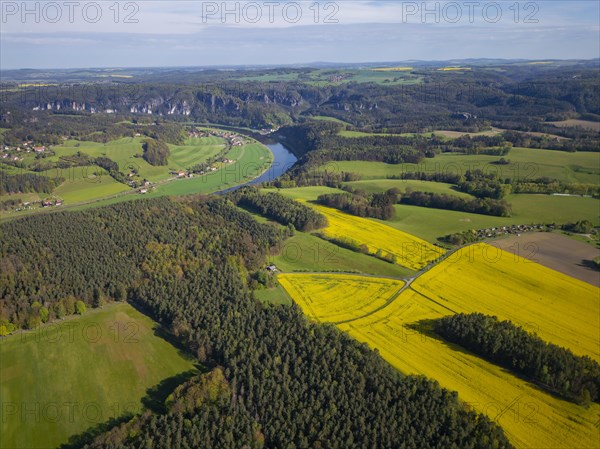 Rape fields in bloom on the Lilienstein with a view of the Bastei area on Rathen, Porschdorf, Saxony, Germany, Europe