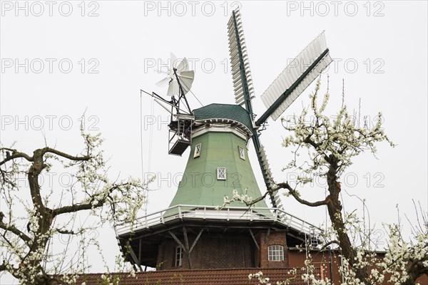 Historic windmill and blossoming fruit trees, three-storey gallery cottage, Twielenfleth, Altes Land, Lower Saxony, Germany, Europe