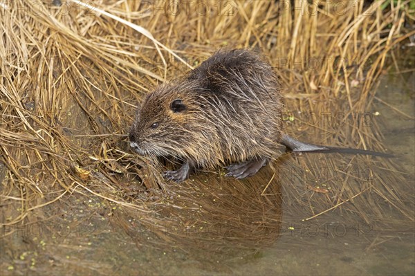 Nutria (Myocastor coypus) young animal, Wilhelmsburg, Hamburg, Germany, Europe