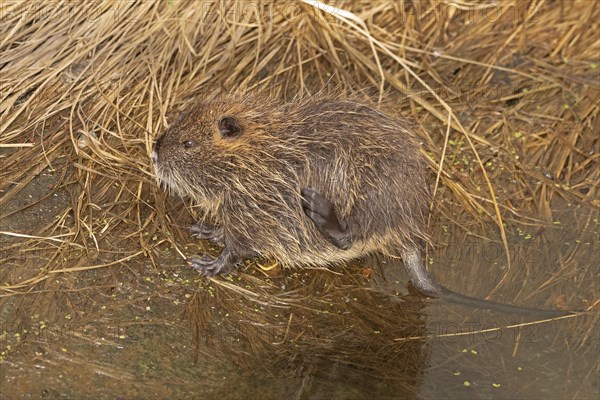 Nutria (Myocastor coypus) young animal, scratching itself, Wilhelmsburg, Hamburg, Germany, Europe