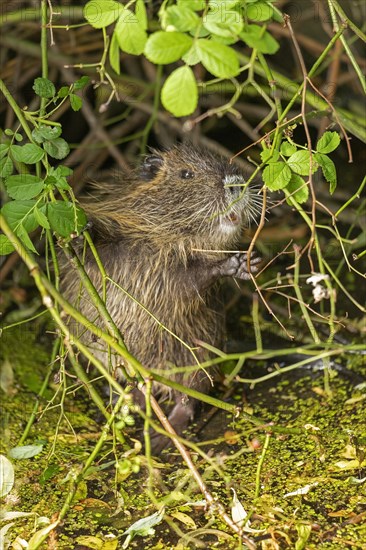 Nutria (Myocastor coypus) young animal standing on hind legs and eating leaf, Wilhelmsburg, Hamburg, Germany, Europe