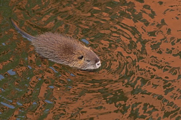 Nutria (Myocastor coypus) young animal swimming, Wilhelmsburg, Hamburg, Germany, Europe