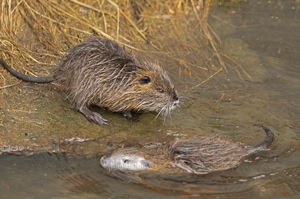 Two Nutria (Myocastor coypus) young animals, Wilhelmsburg, Hamburg, Germany, Europe