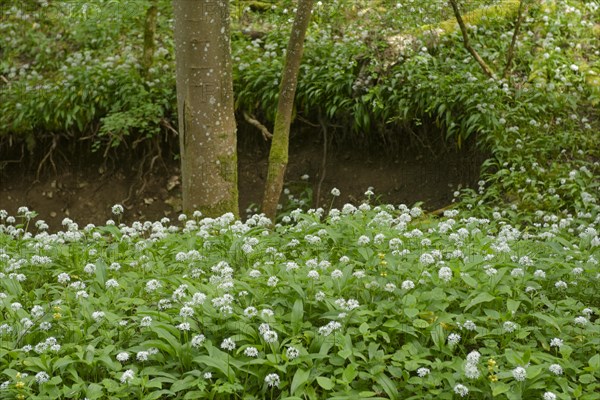 Ramson in bloom in the Kupfertal, Neufels, Neuenstein-Neufels, hiking, recreation, nature, copper, May, spring, wild vegetables, Hohenlohe, Heilbronn-Franken, Baden-Wuerttemberg, Germany, Europe