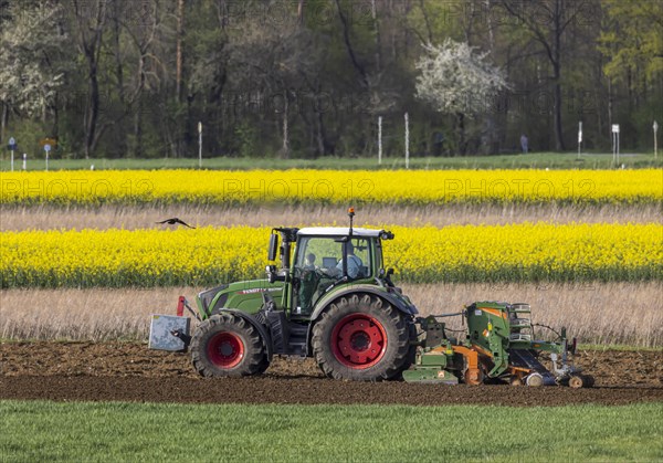 Farmer with tractor working in the field, agricultural fields with flowering Rape in spring, Bissingen an der Teck, Baden-Wuerttemberg, Germany, Europe