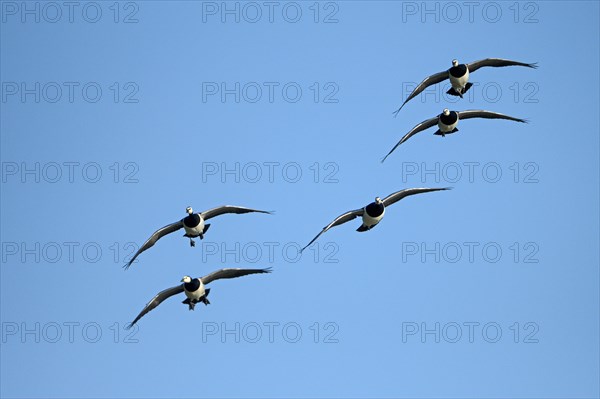 Barnacle goose (Branta leucopsis), group of geese in flight, in front of a blue sky, Bislicher Insel, Xanten, Lower Rhine, North Rhine-Westphalia, Germany, Europe