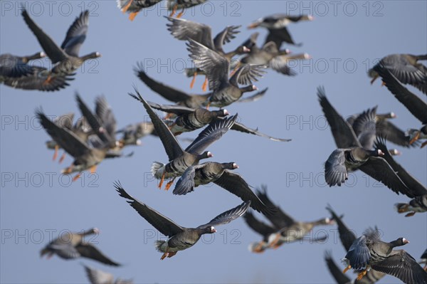 Greater white-fronted goose (Anser albifrons), flock of geese taking off, Bislicher Insel, Xanten, Lower Rhine, North Rhine-Westphalia, Germany, Europe