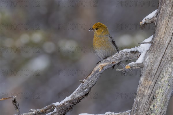 Pine grosbeak (Pinicola enucleator), in the snow, Kaamanen, Finland, Europe