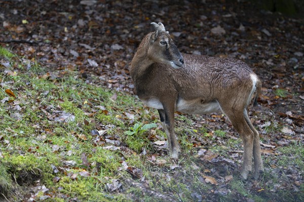 Mouflon (Ovis-gmelini), male, Vulkaneifel, Rhineland-Palatinate, Germany, Europe