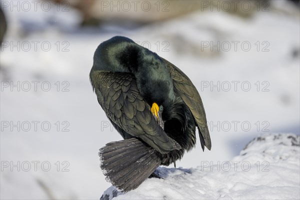 Common shag (Phalacrocorax aristotelis), preening, plumage care, feather mop, winter, in the snow, Hornoya, Hornoya, Varangerfjord, Finmark, Northern Norway
