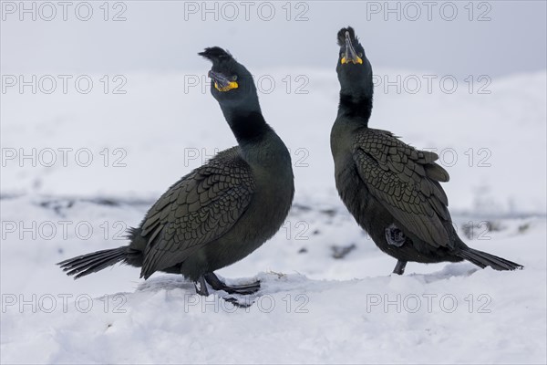 Common shag (Phalacrocorax aristotelis), pair, plumage, winter, in the snow, Hornoya, Hornoya, Varangerfjord, Finmark, Northern Norway